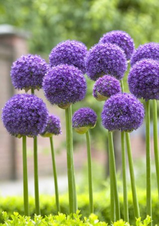 ALIUM Gladiator